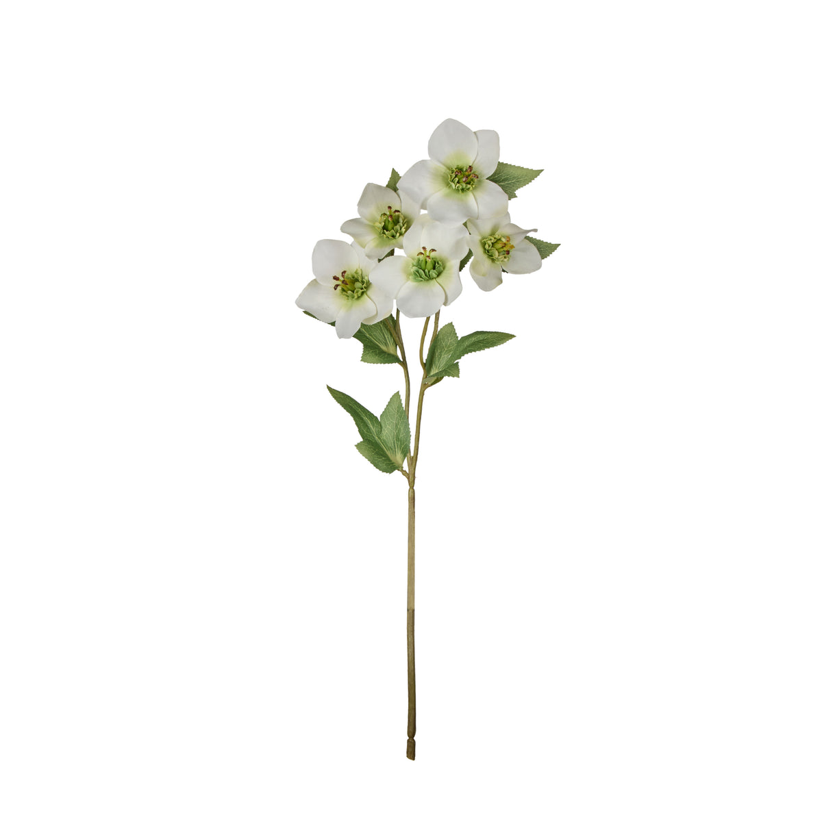 Rogue Helleborus Spray White