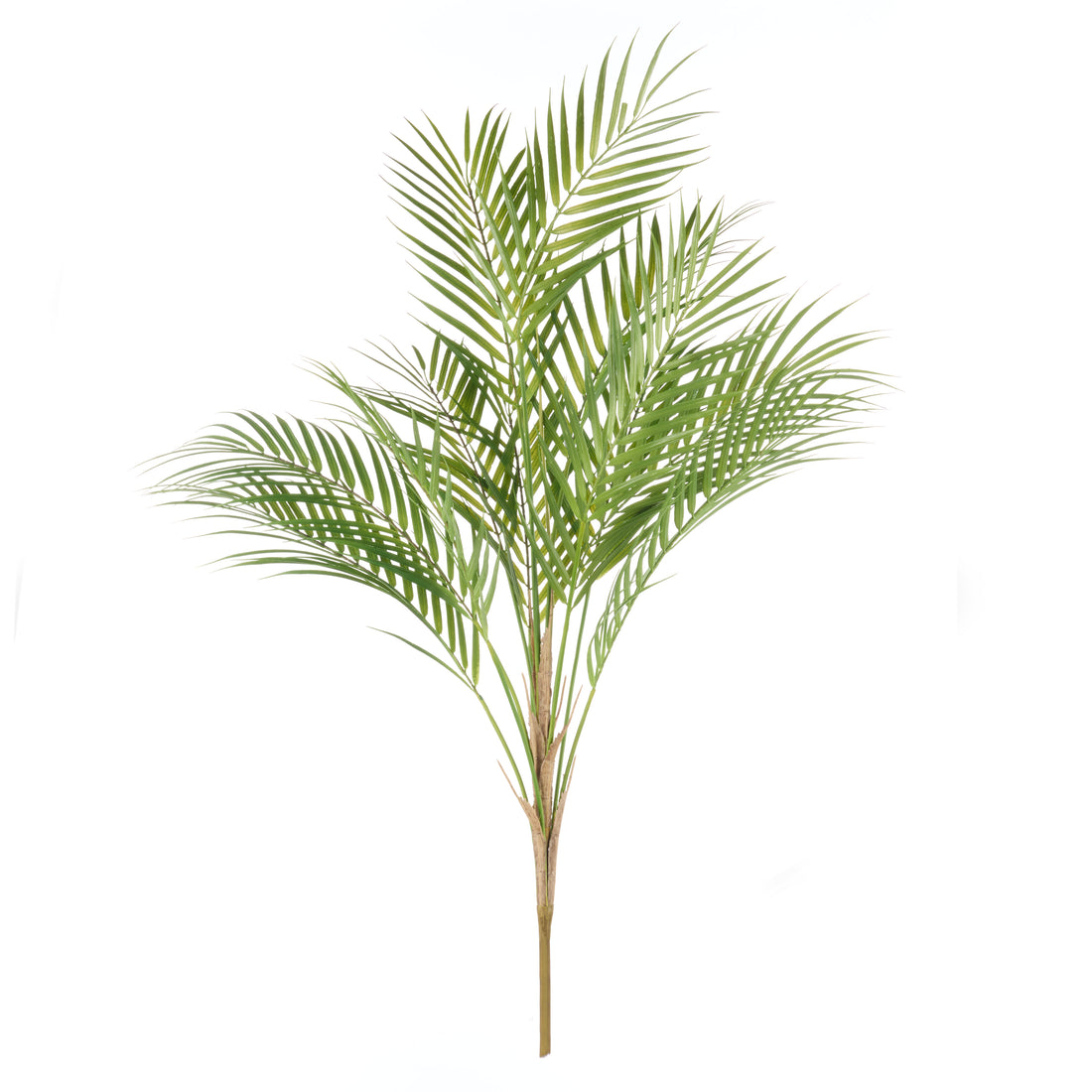 Rogue Phoenix Palm Green
