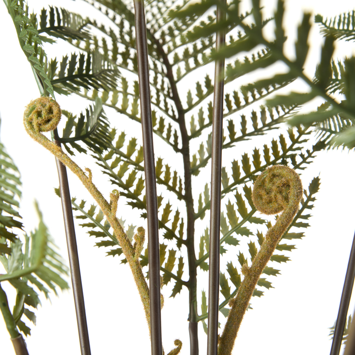 Rogue Fern Pot Green