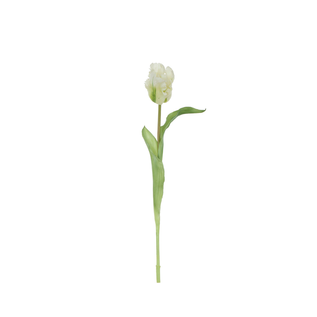 Faux Parrot Tulip Stem | White - 48cm