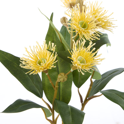 Rogue Eucalyptus Flower Spray Yellow