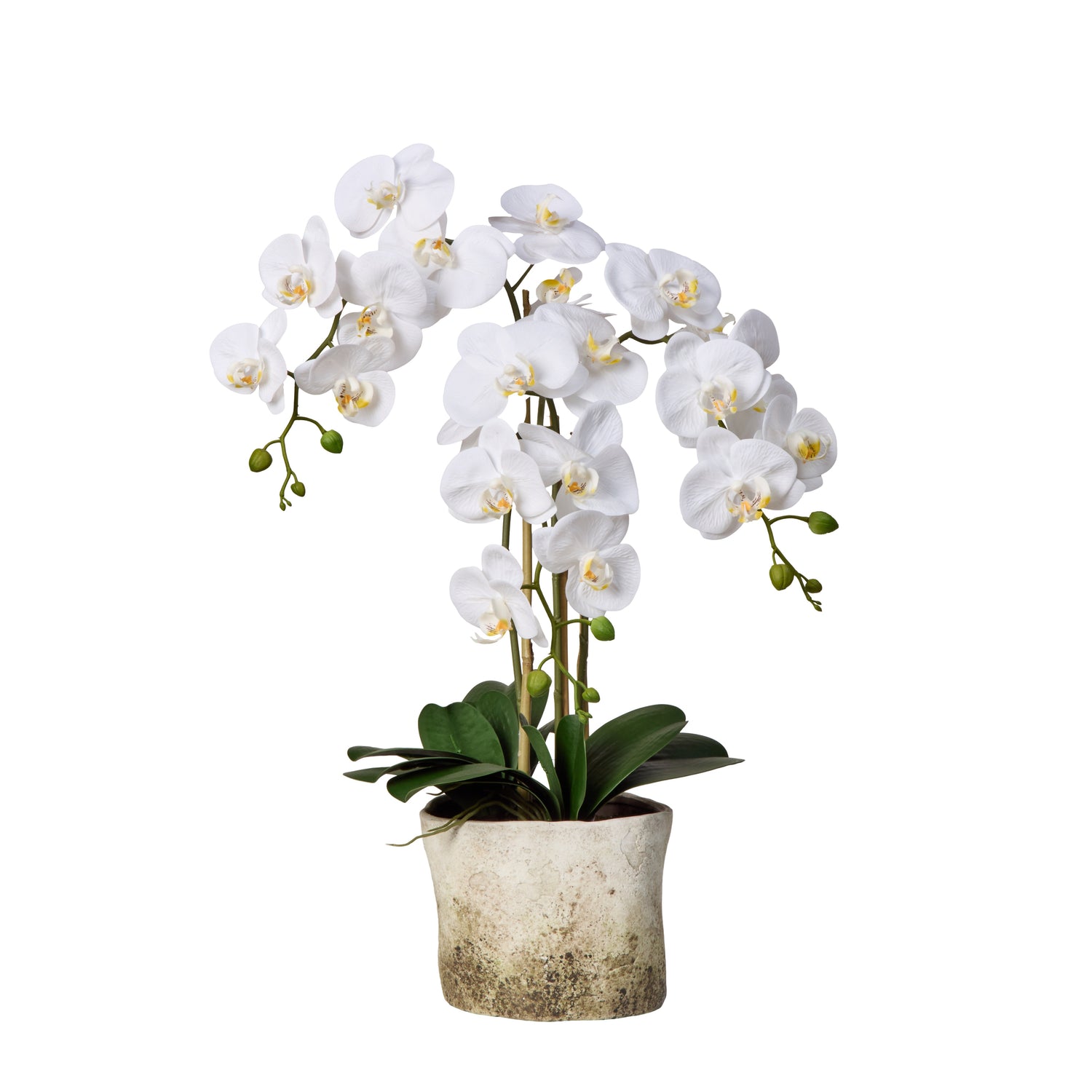 Faux Phalaenopsis Plant - Edith Pot| White - 65cm
