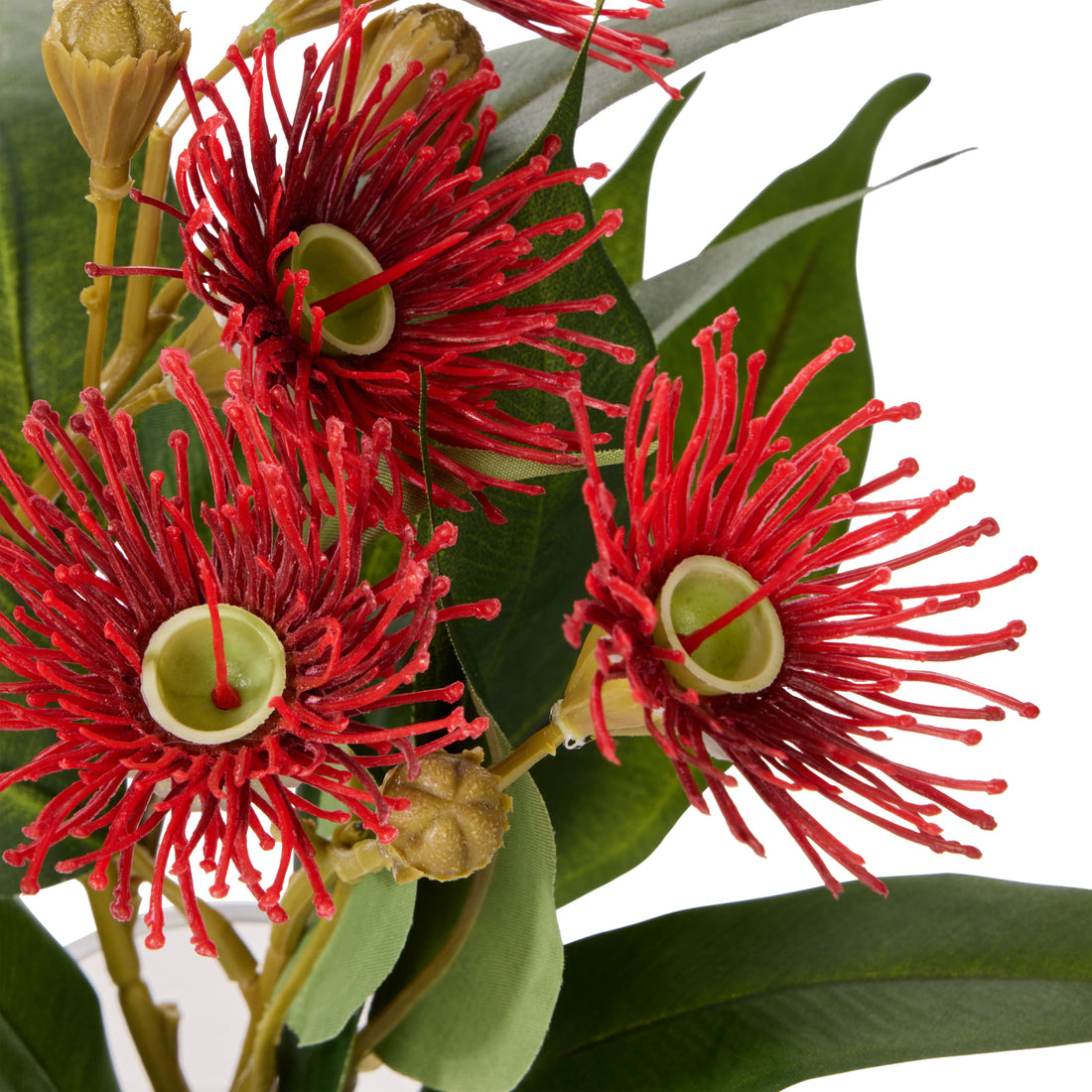 Rogue Flowering Eucalyptus - Sphere Red &amp; Green