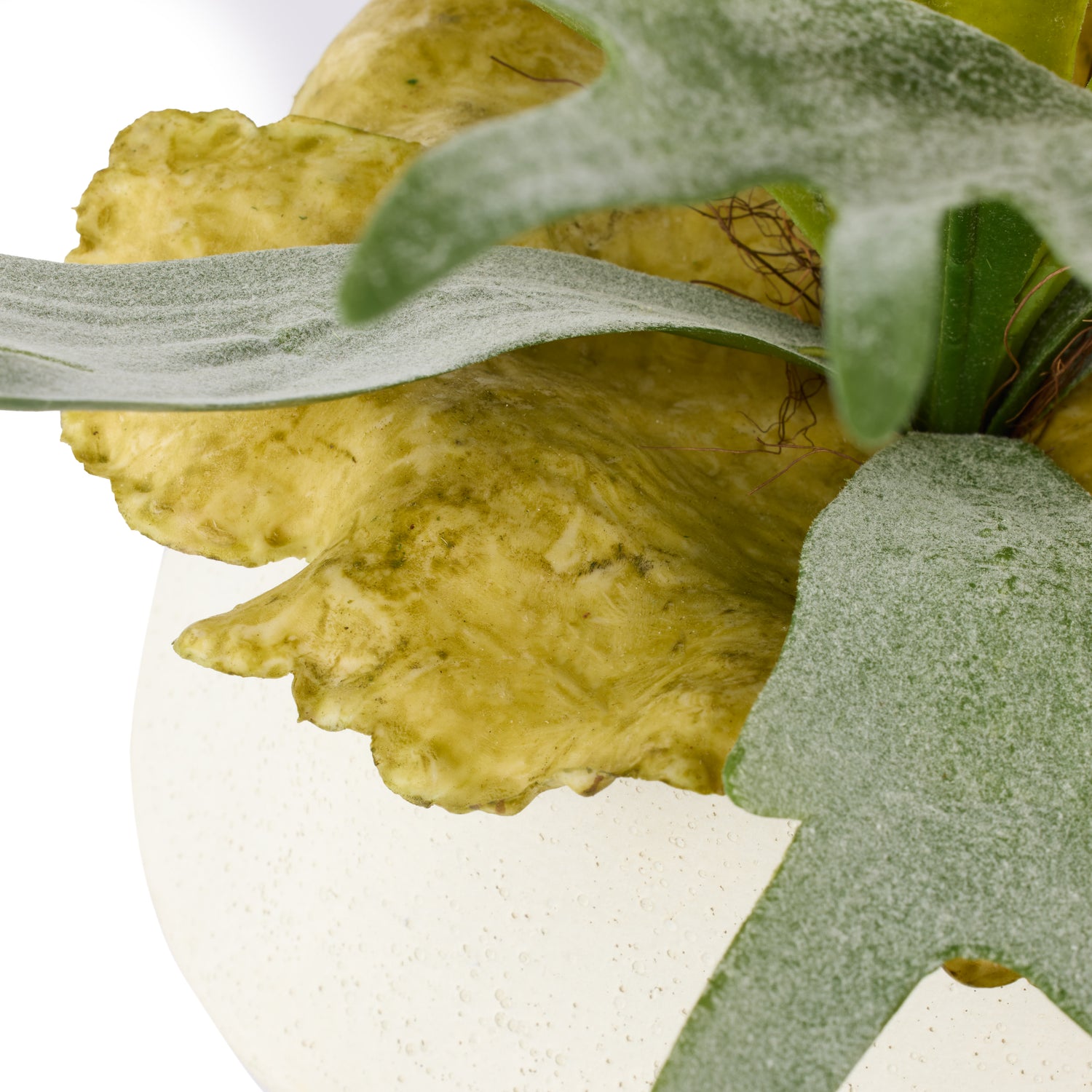 Faux Staghorn Fern - Maliah Wide Pot | Cream - 27cm