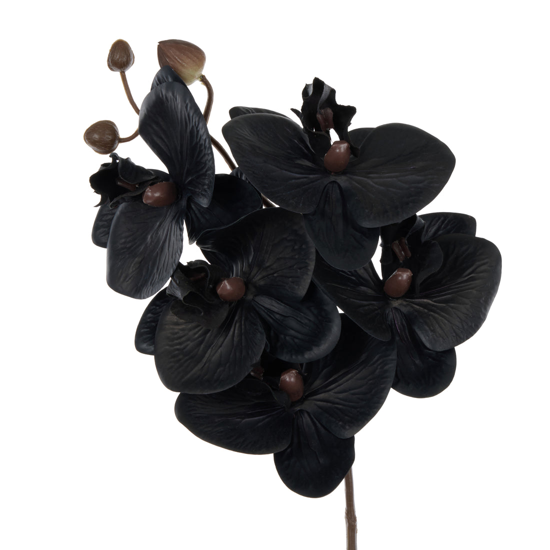 Faux Phalaenopsis Orchid Stem| Black - 56cm
