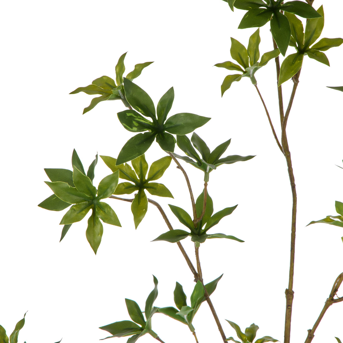 Rogue Azalea Spray Green