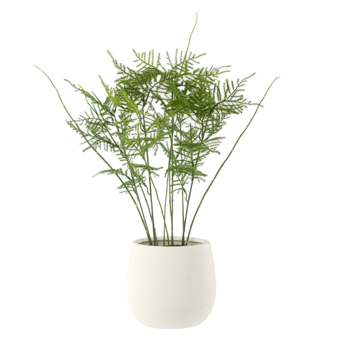 Rogue Asparagus Fern - Tub Pot Green