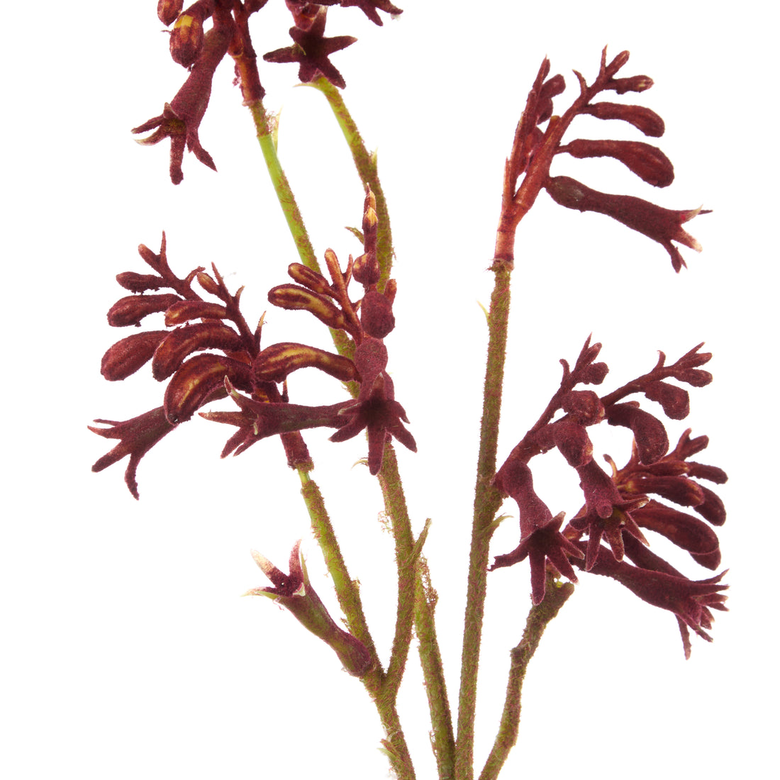 Rogue Kangaroo Paw Spray Red