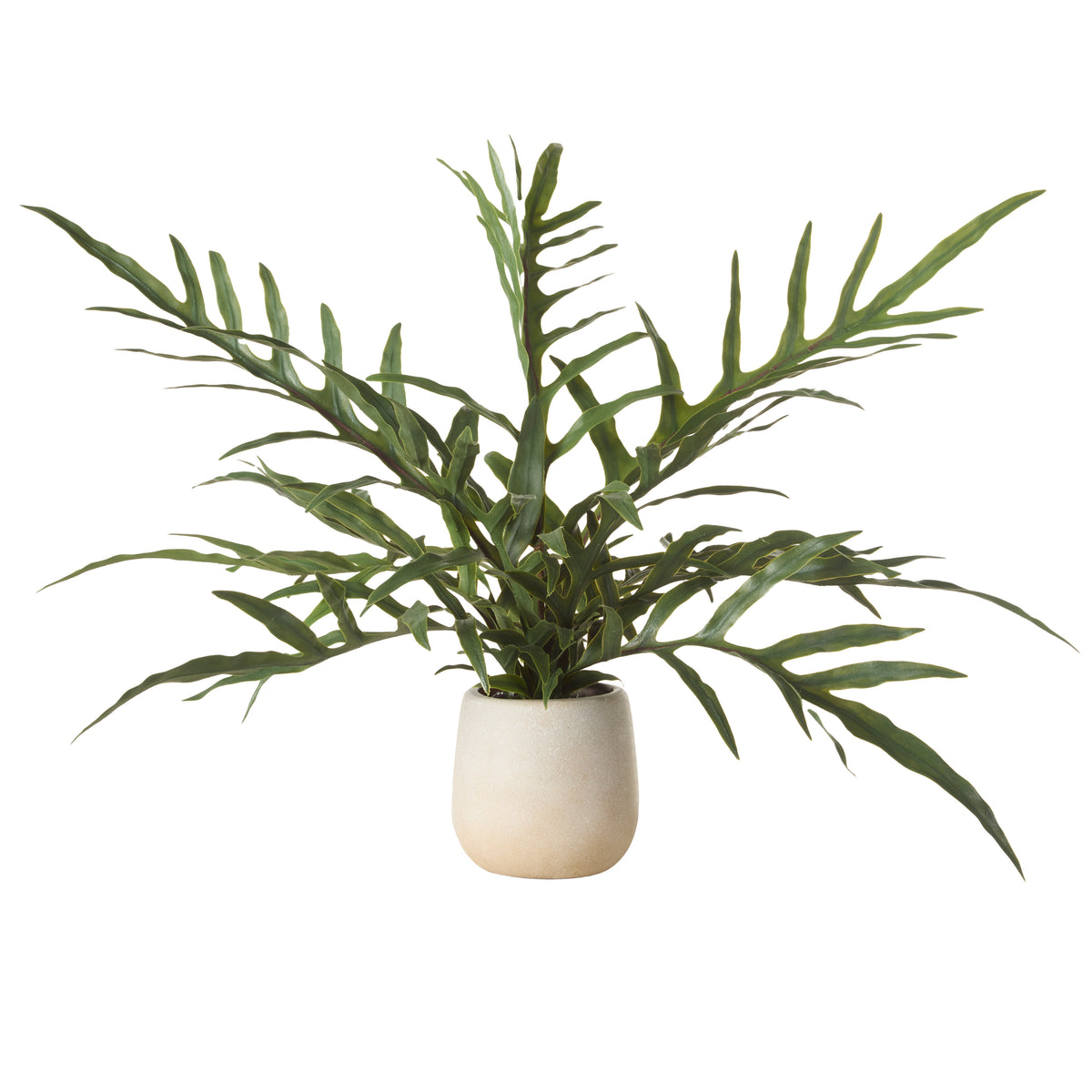Rogue Blue Star Fern Pot Green