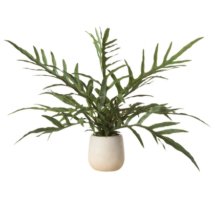 Rogue Blue Star Fern Pot Green