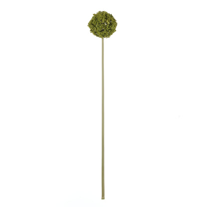 Rogue Allium Spray Green