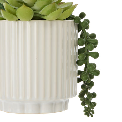 Rogue Aloe Succulent Mix Pot Green &amp;  White