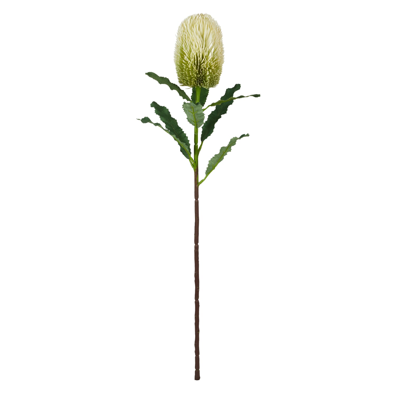 Faux Banksia Stem | White - 65cm