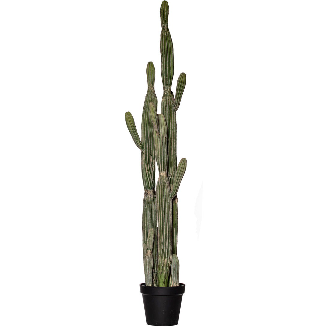 Rogue Saguaro Cactus - Garden Pot Green
