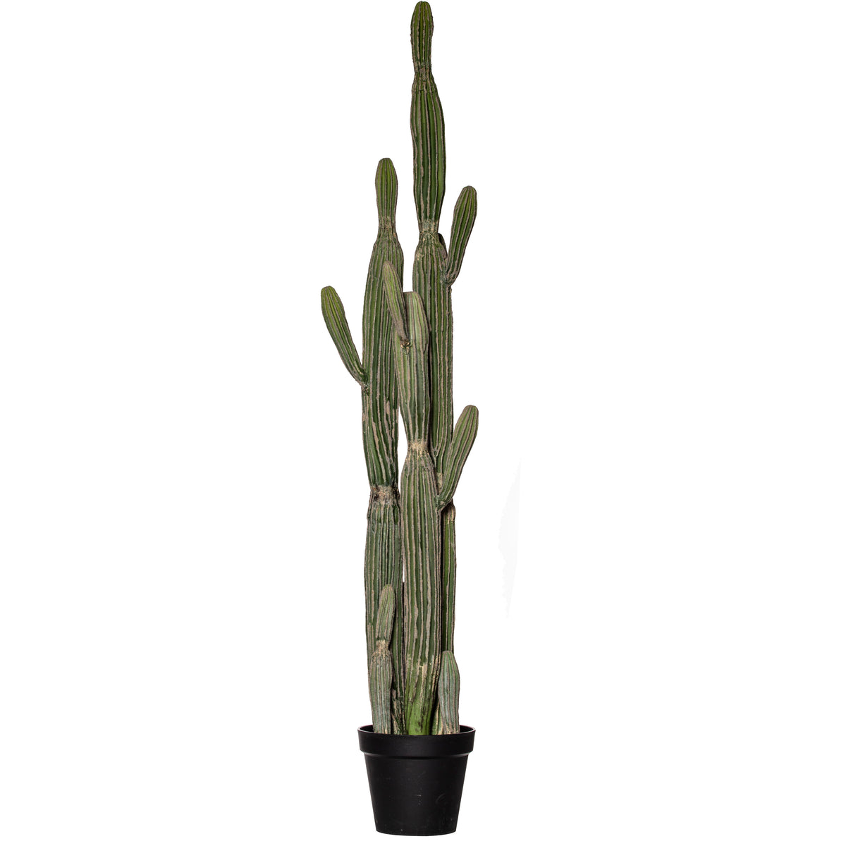 Rogue Saguaro Cactus - Garden Pot Green