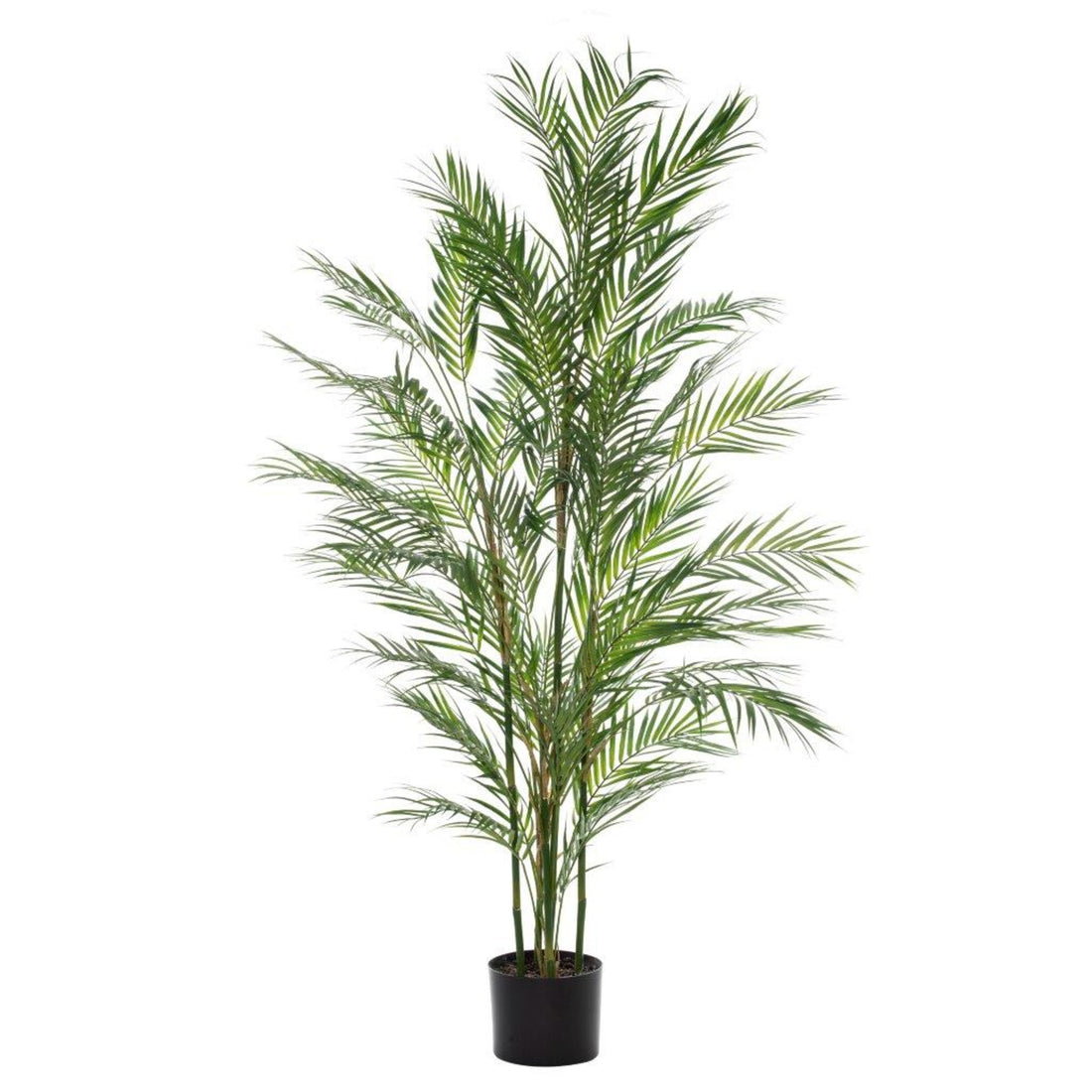 Rogue Phoenix Palm - Garden Pot Green