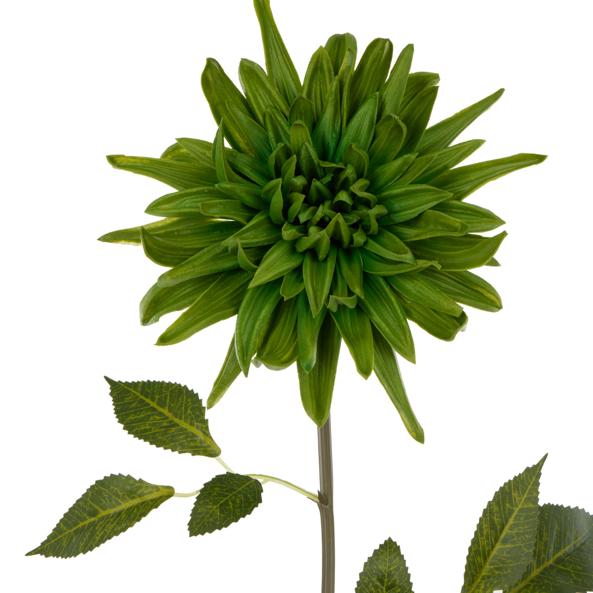 Rogue Dahlia Stem Green