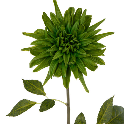 Rogue Dahlia Stem Green
