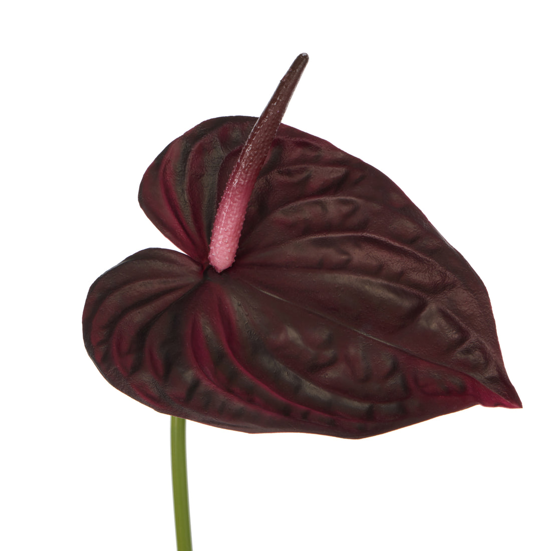 Rogue Anthurium Stem Burgundy