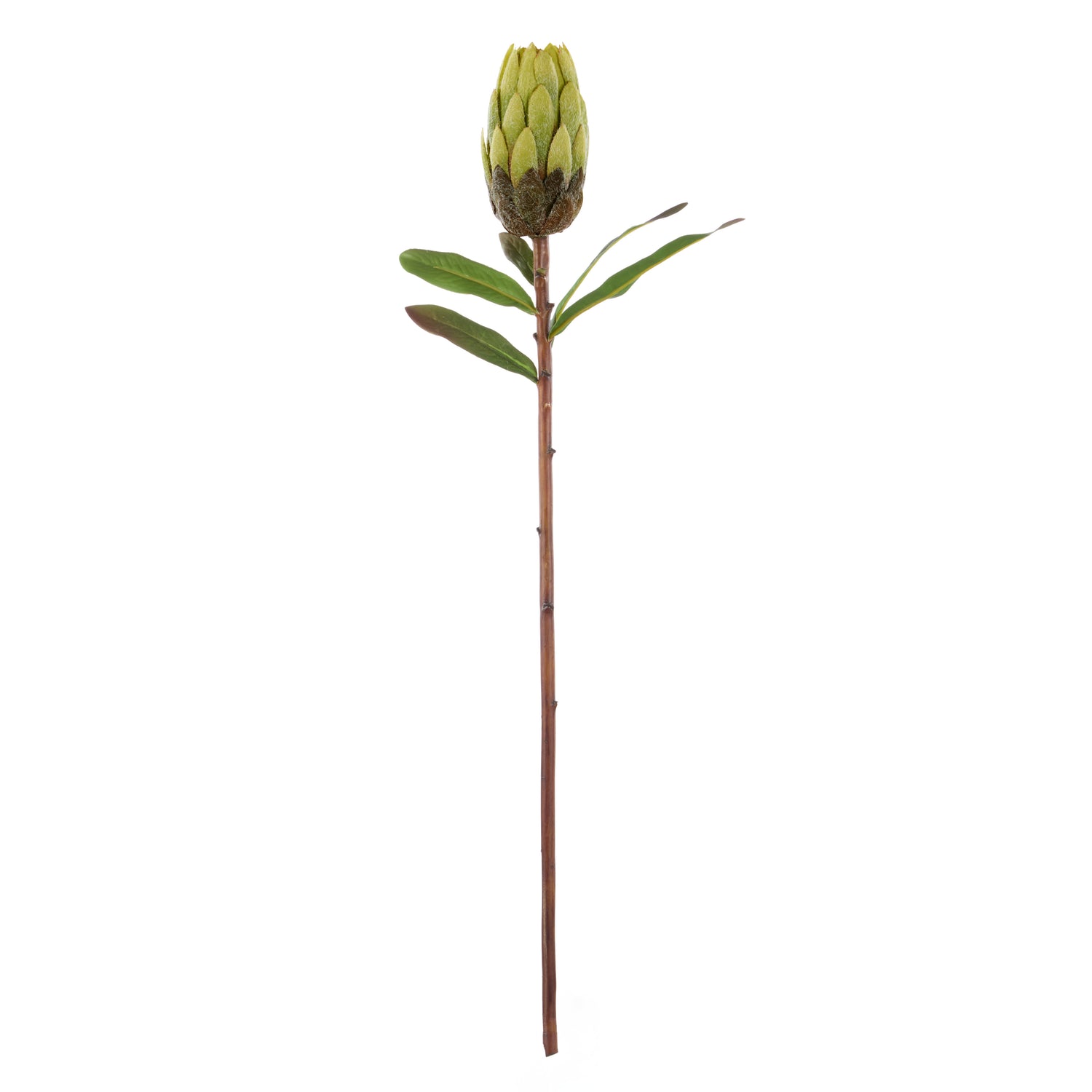 Faux Flocked Protea Stem | Green - 61cm