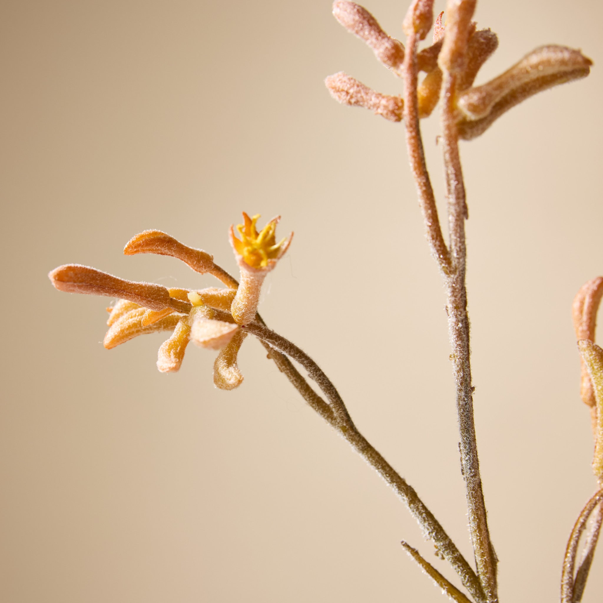 Faux Kangaroo Paw Spray | Yellow - 84cm