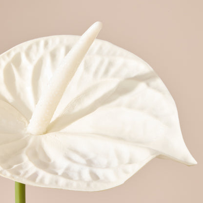 Faux Anthurium Stem | White - 69cm