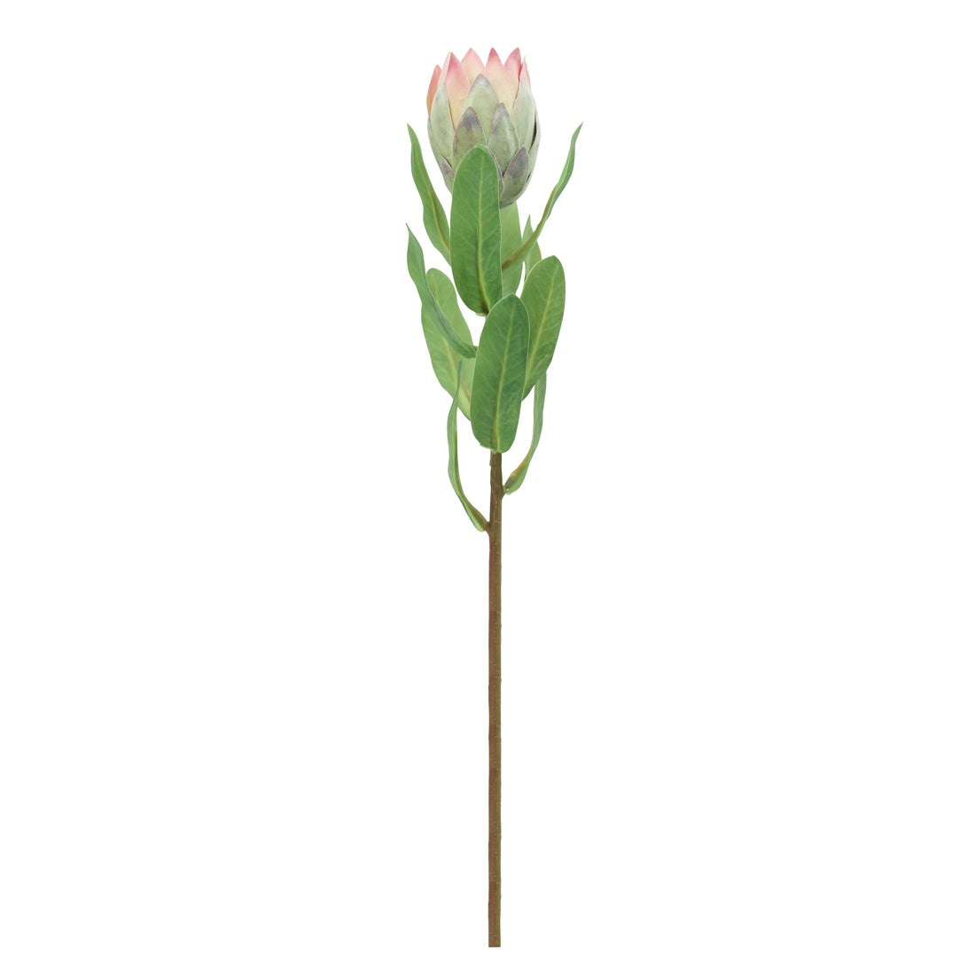 Rogue Mini Pitaya Stem Pink