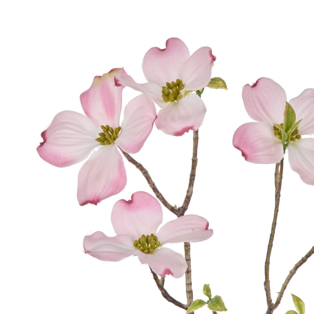 Rogue Dogwood Spray Light Pink