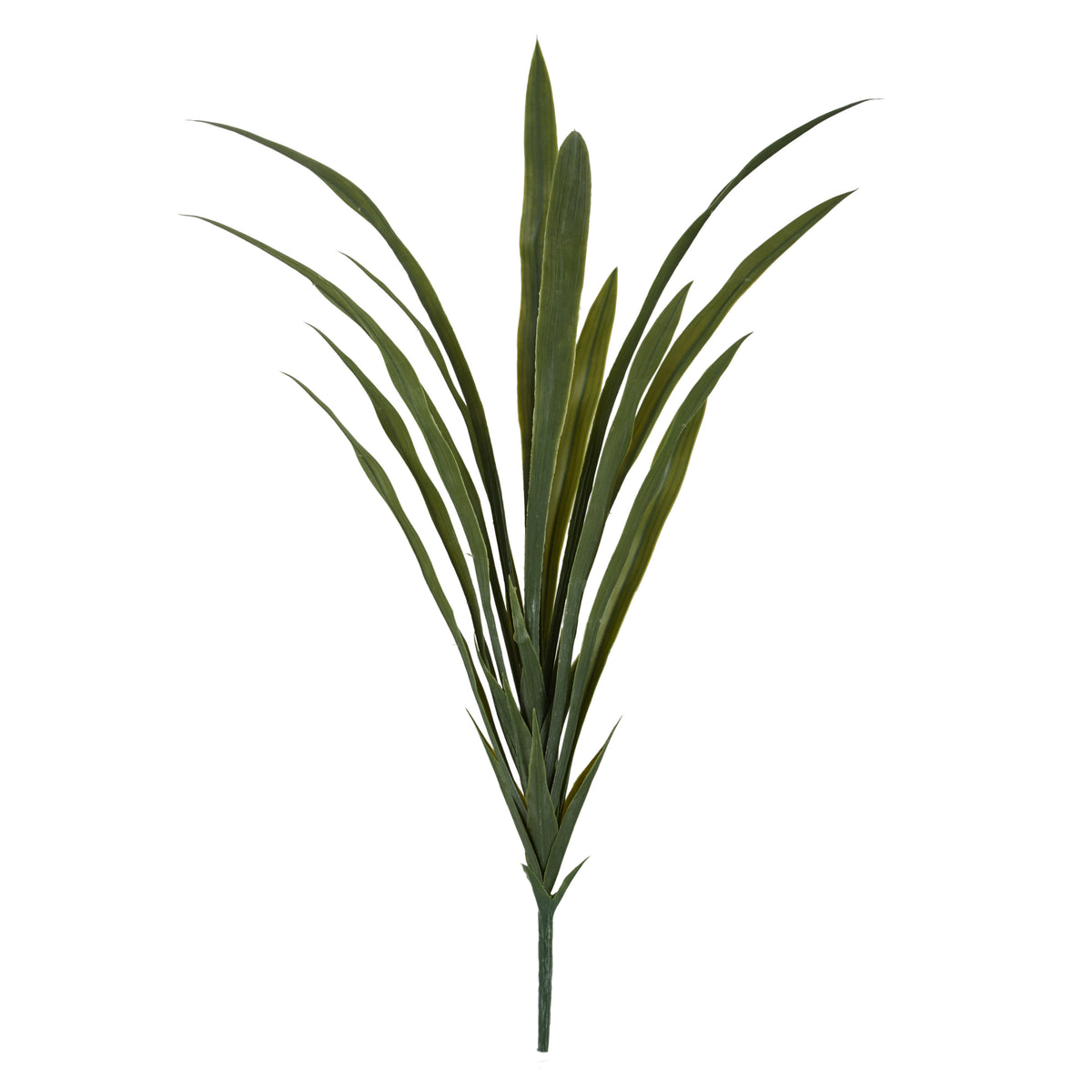 Rogue Yucca Plant Green