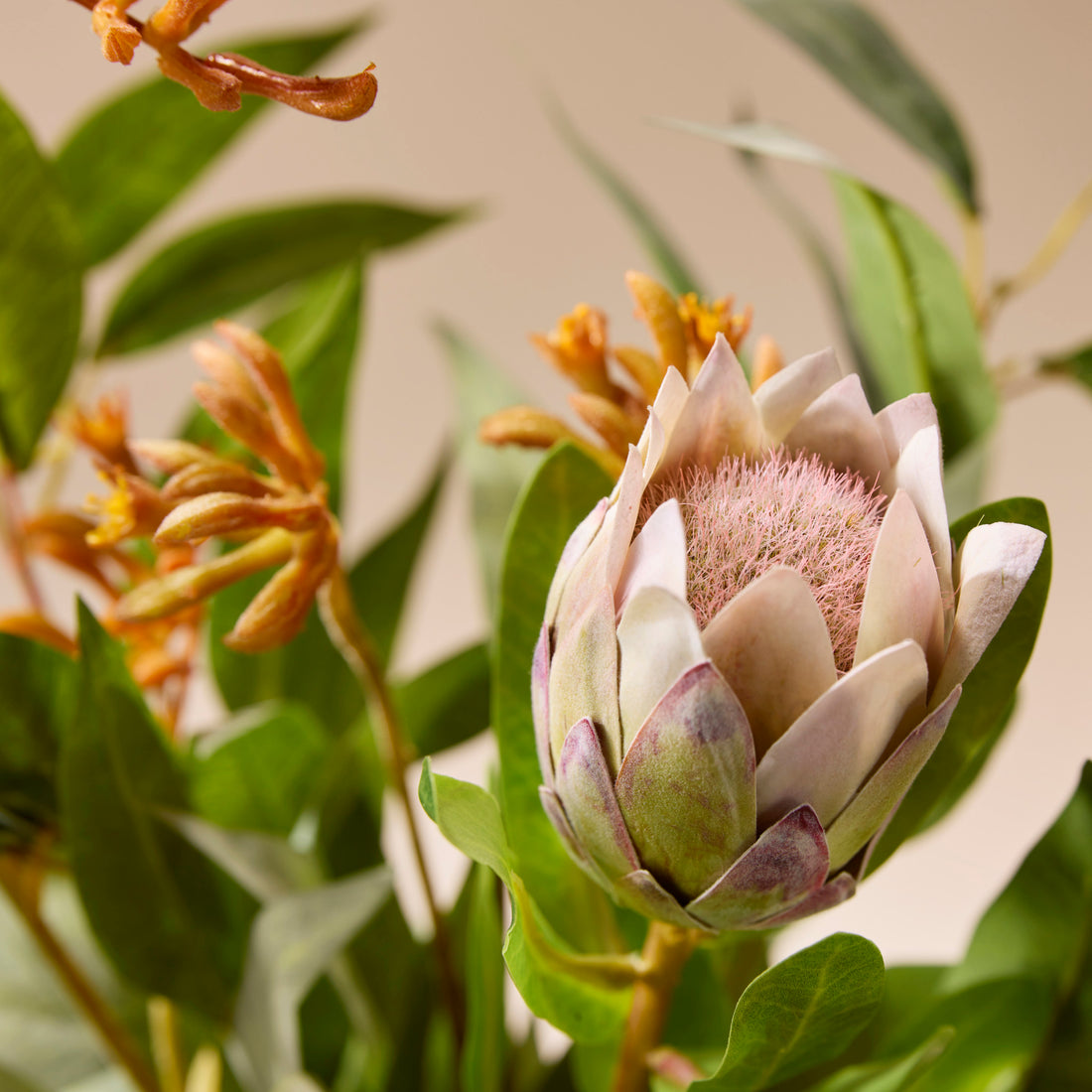 Faux Pitaya Kangaroo Paw Arrangement - Pauline Vase | Cream - 47cm