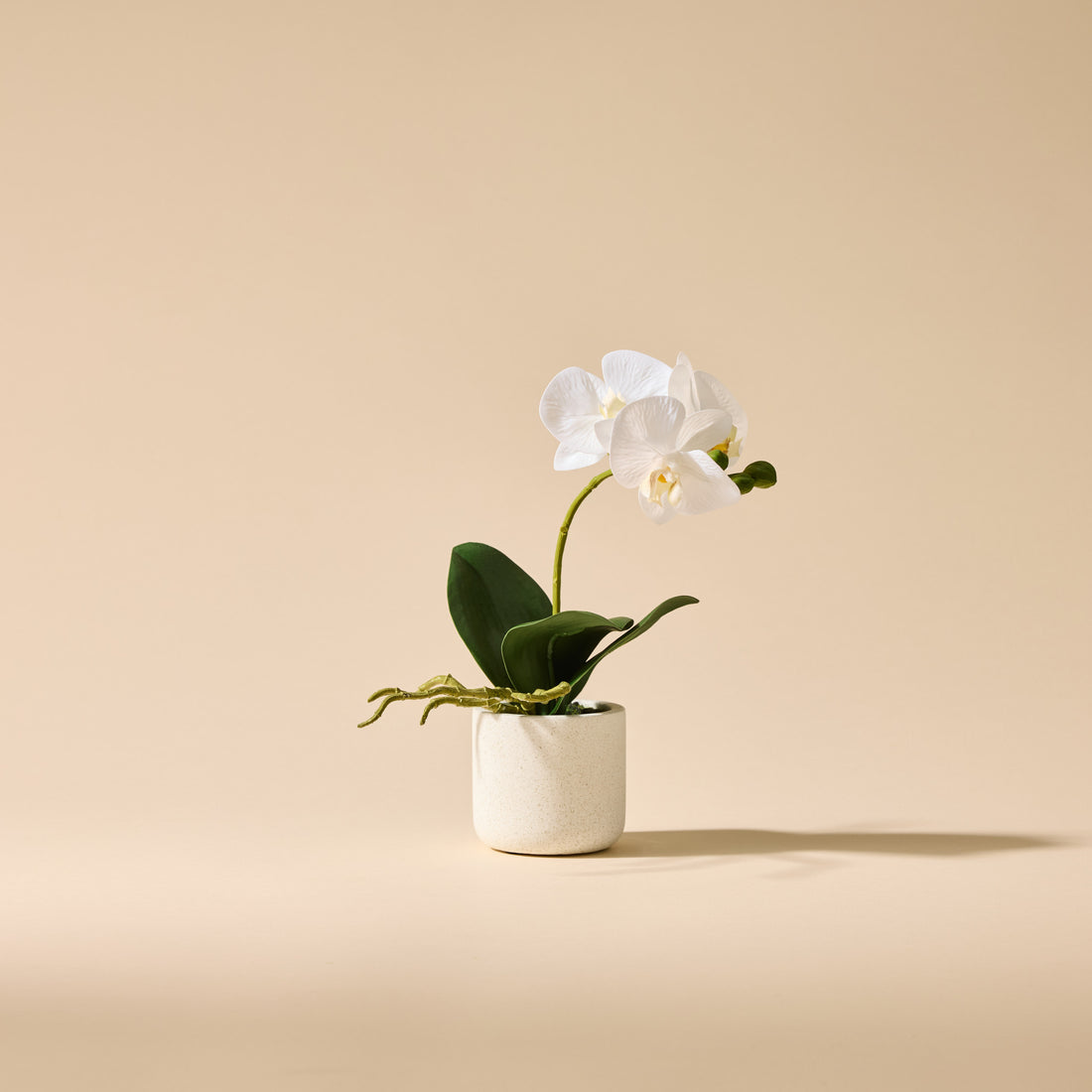 Faux Butterfly Orchid - Smooth Pot | 30cm