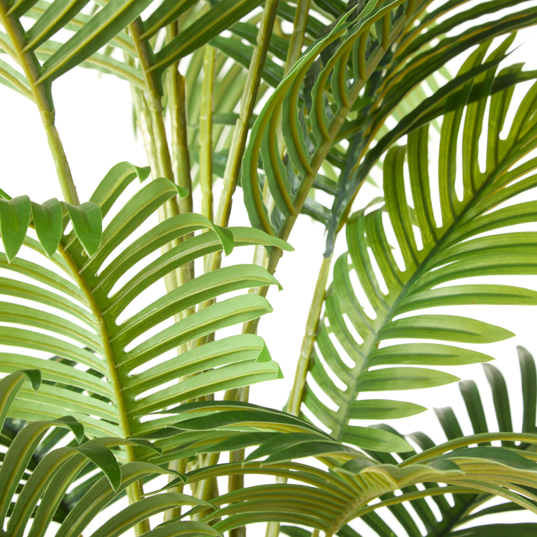 Rogue Areca Palm Tree - Garden Pot Green