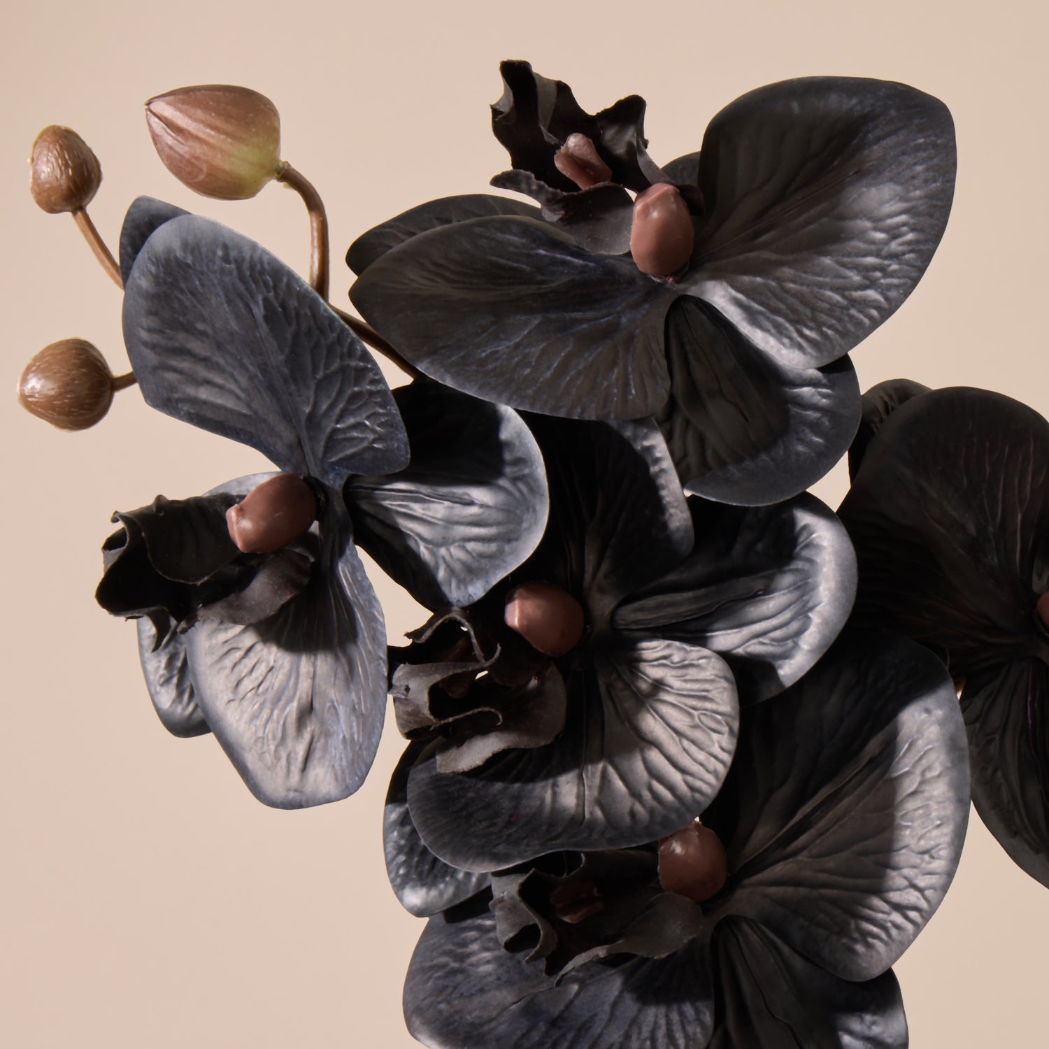 Faux Phalaenopsis Orchid Stem| Black - 56cm