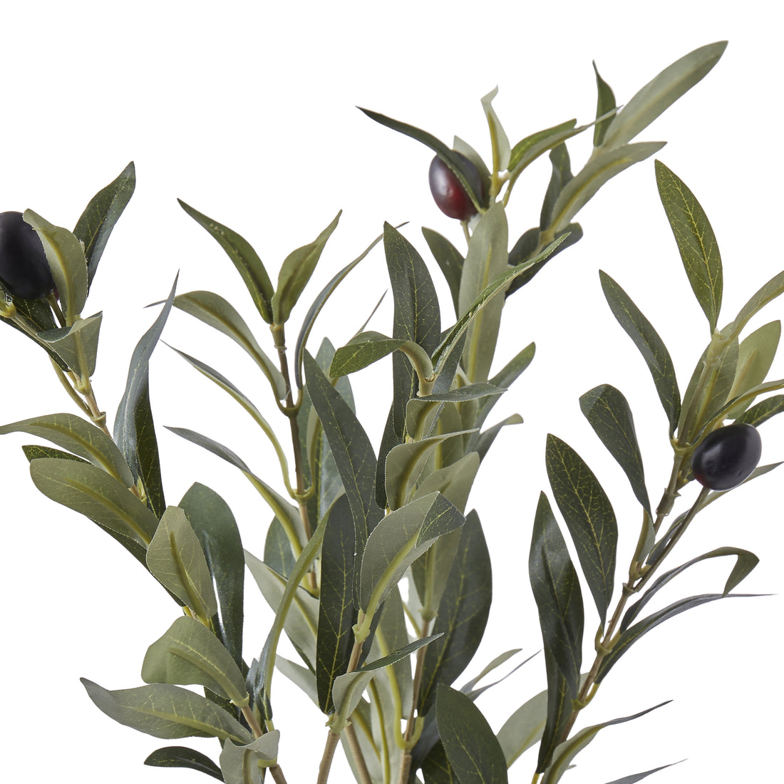 Rogue Olive Spray Green