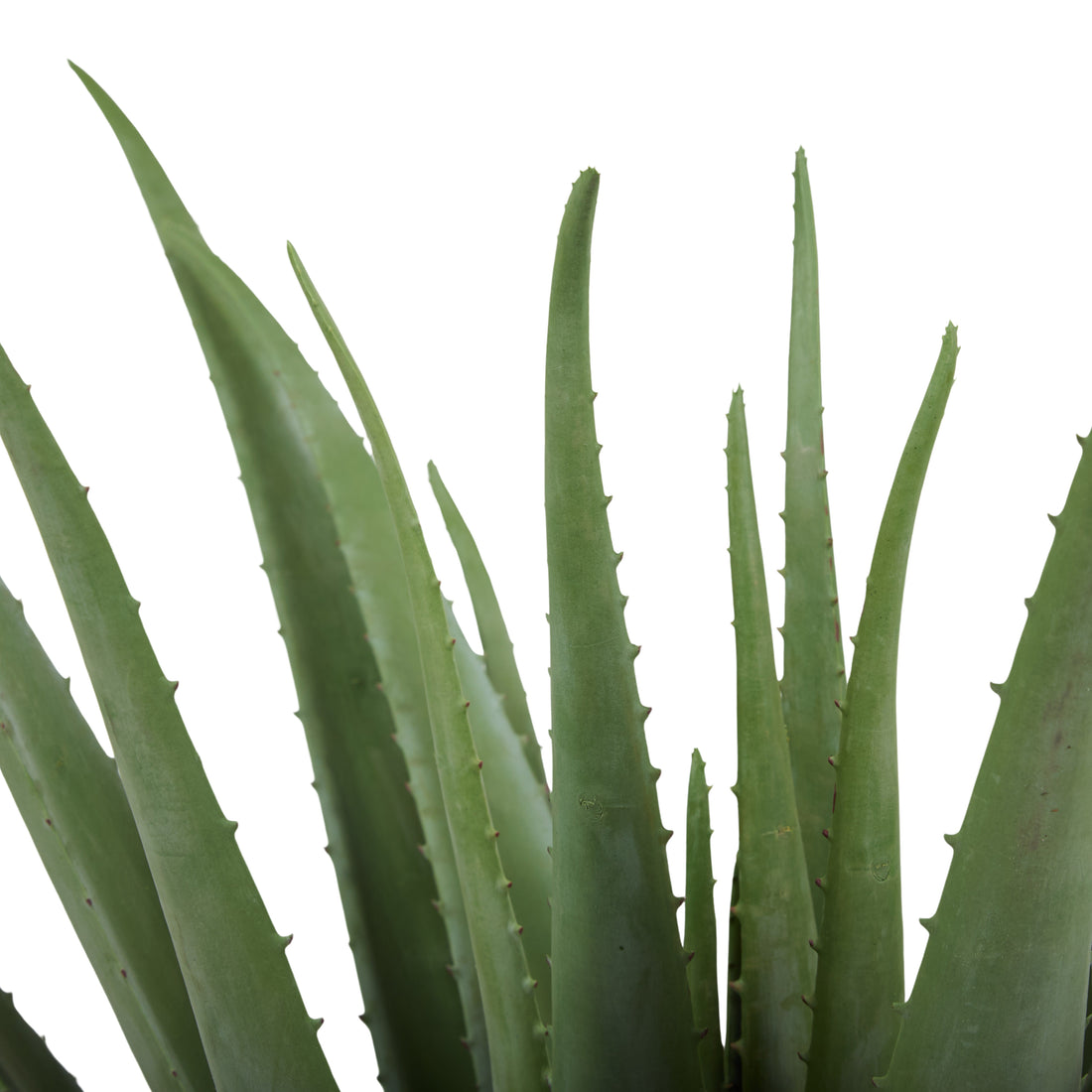 Faux Aloe Plant | 66cm