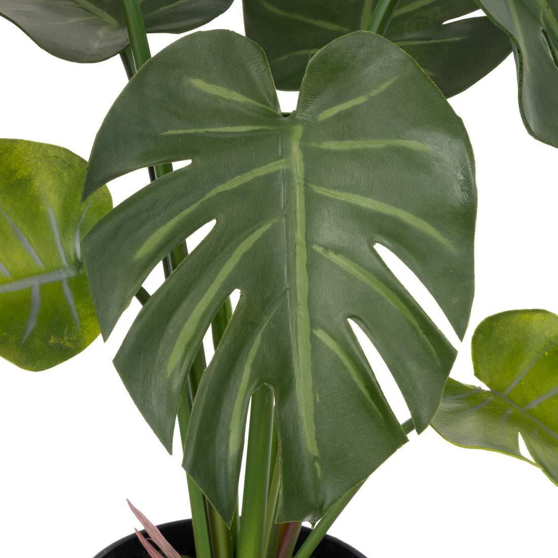 Rogue Monstera Plant - Garden Pot Green