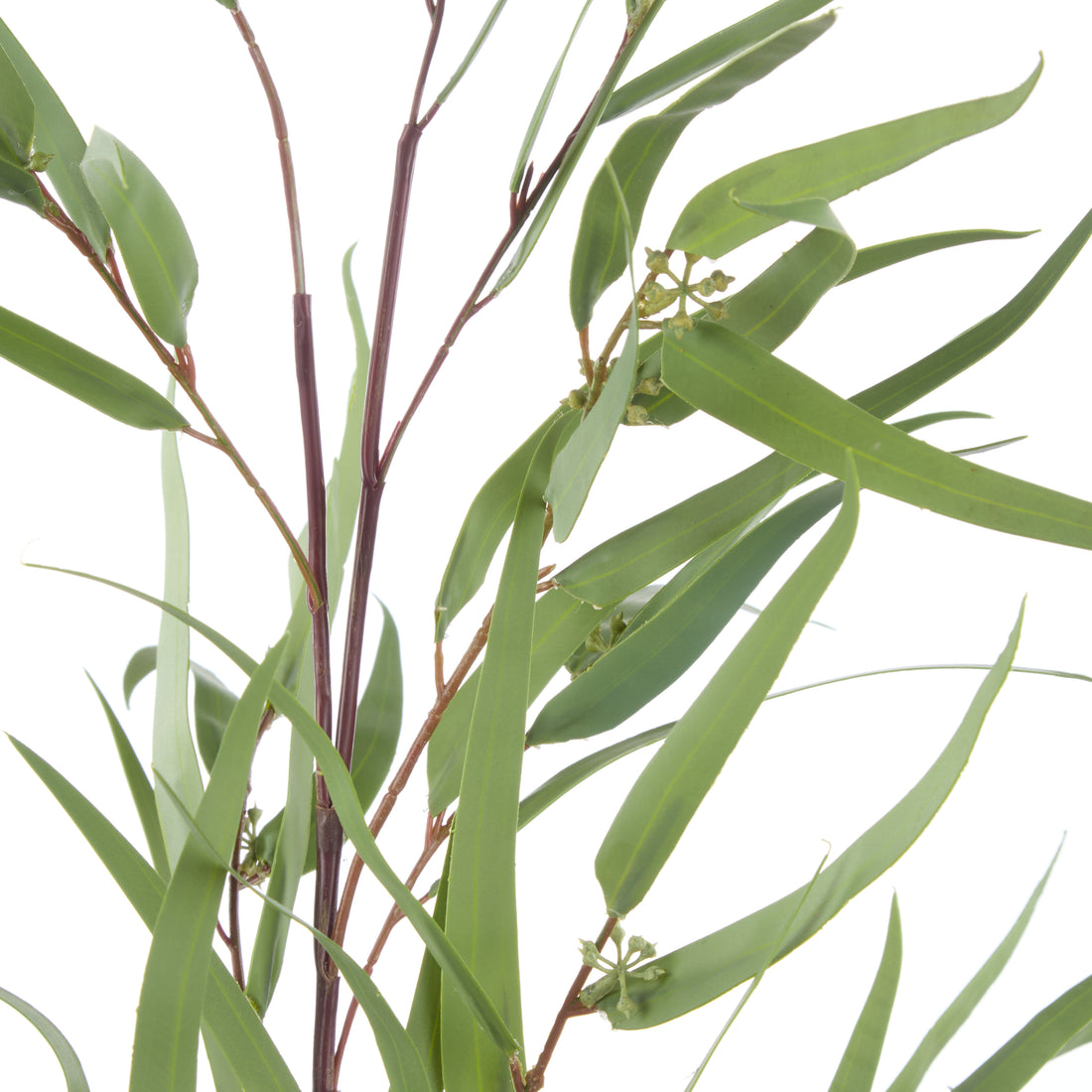 Rogue Eucalyptus Spray Green