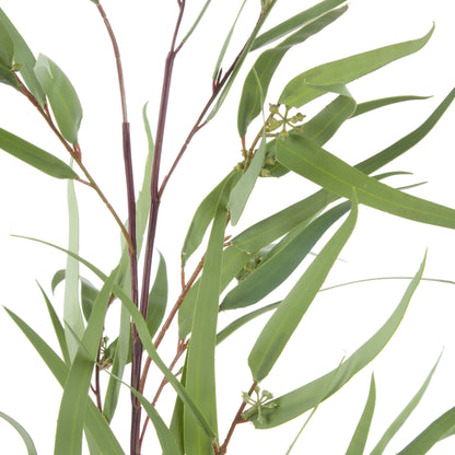 Rogue Eucalyptus Spray Green