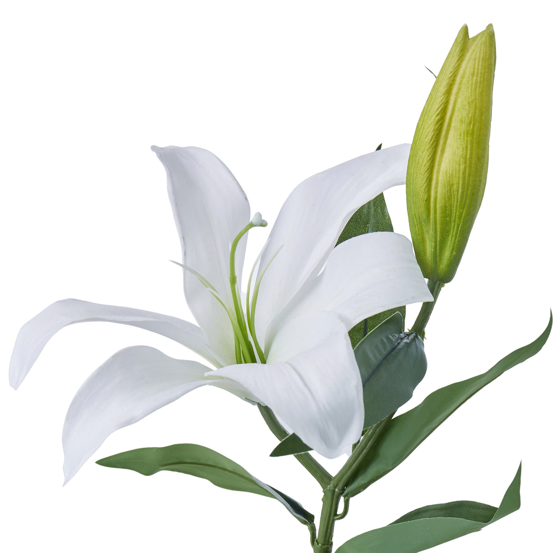 Rogue Casablanca Lily White