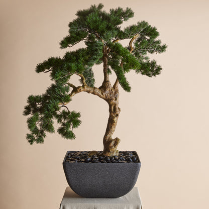 Rogue Pine Bonsai - Oslo Pot Green