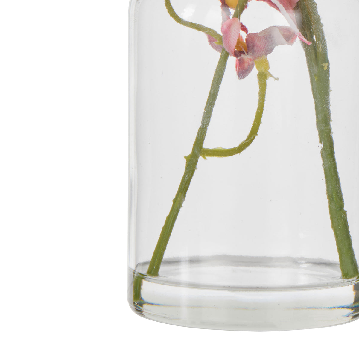 Rogue Dancing Orchid - Specimen Burgundy