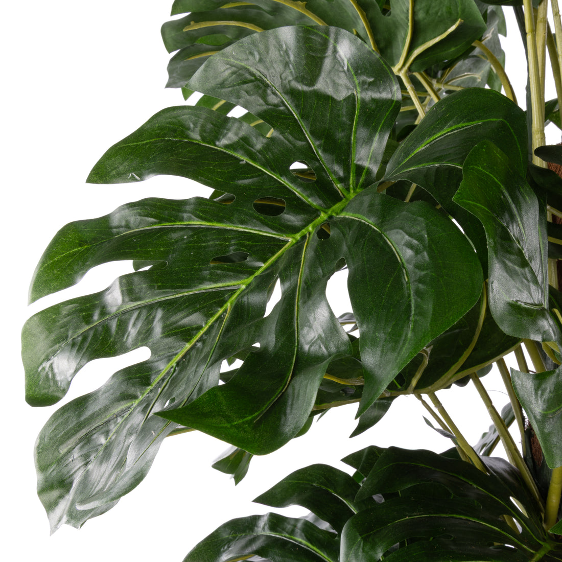 Rogue Monstera UV - Garden Pot Green