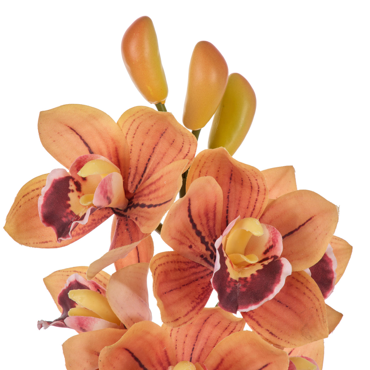 Rogue Cymbidium Spray Orange