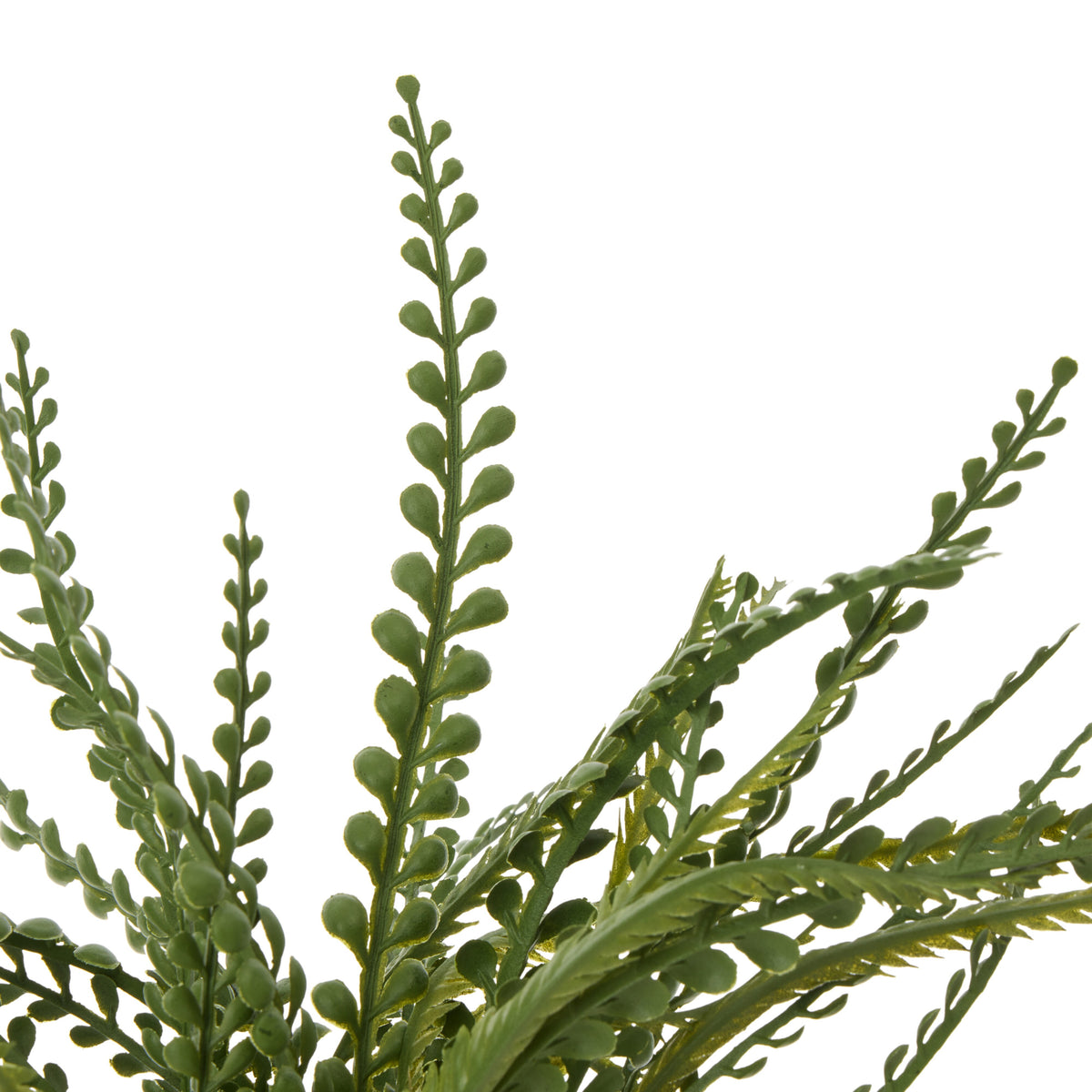 Rogue Button Fern - Garden Pot Green