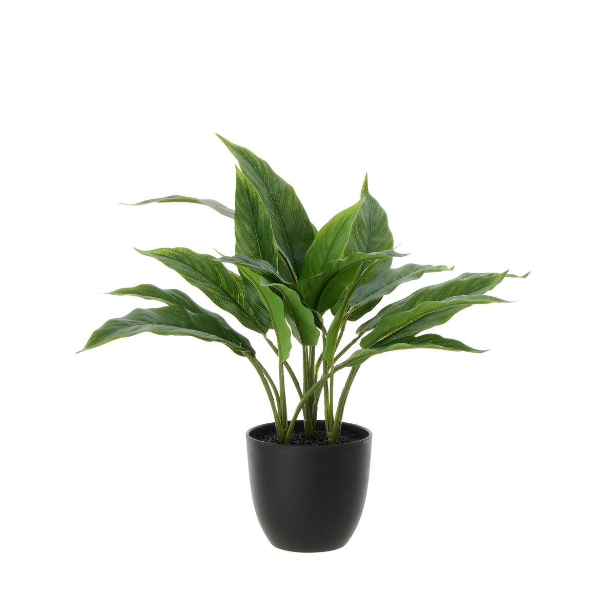 Rogue Sacred Lily Pot Green