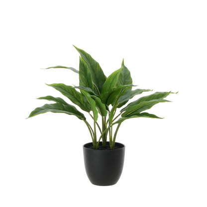 Rogue Sacred Lily Pot Green