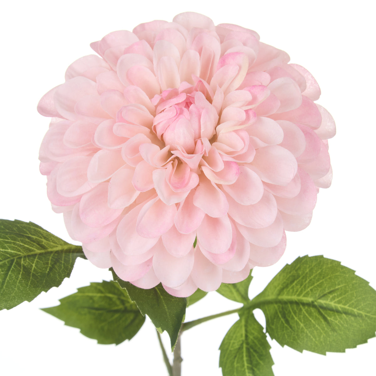 Rogue Chrysanthemum Stem Pink