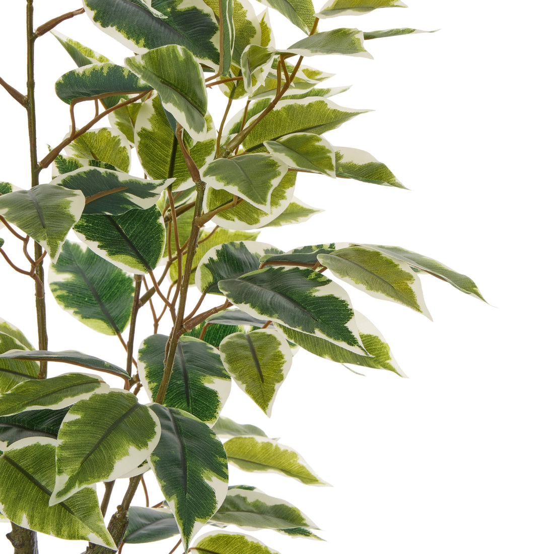 Rogue Ficus Tree Pot Variegated