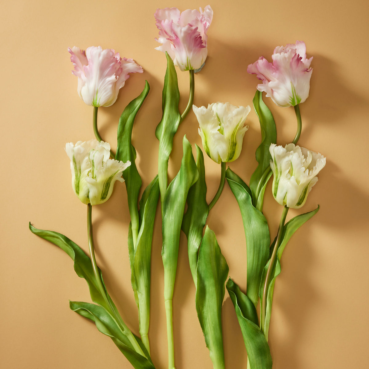 Rogue Parrot Tulip Stem White