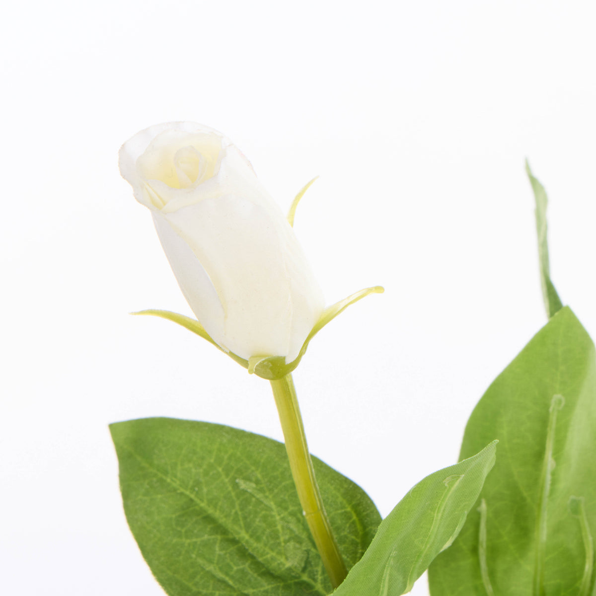 Rogue Lisanthus - Specimen Glass Vase White